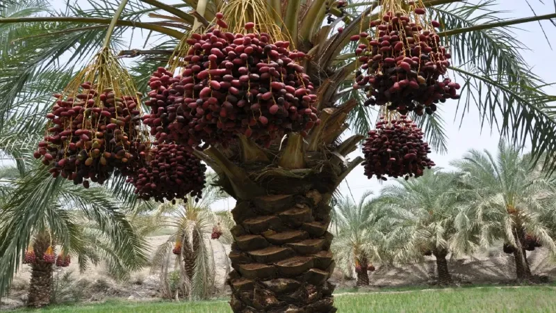 خرما ربی چابهار