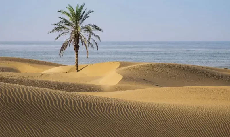 تک درخت ساحل درک چابهار