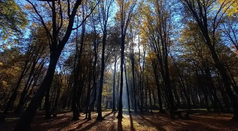 جنگل سیسنگان از بهترین جاهای دیدنی شمال