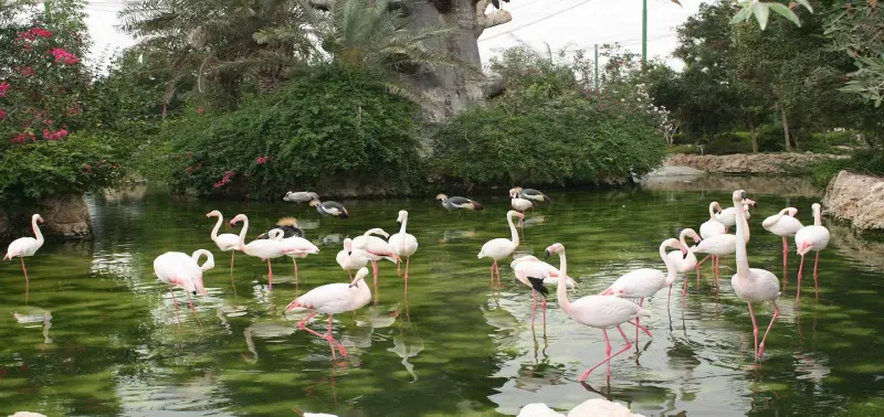 باغ پرندگان